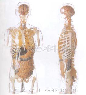 人體醫(yī)學模型|透明半身軀干附內(nèi)臟模型