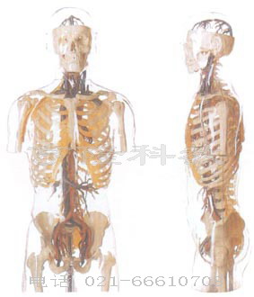 解剖教學模型|透明半身軀干附血管神經(jīng)模型