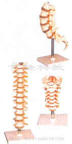 醫(yī)學教學模型|頸椎模型