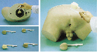 臨床技能模型|前列腺檢查模型