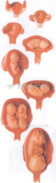 胎兒妊娠發(fā)育過程｜妊娠胚胎發(fā)育過程模型
