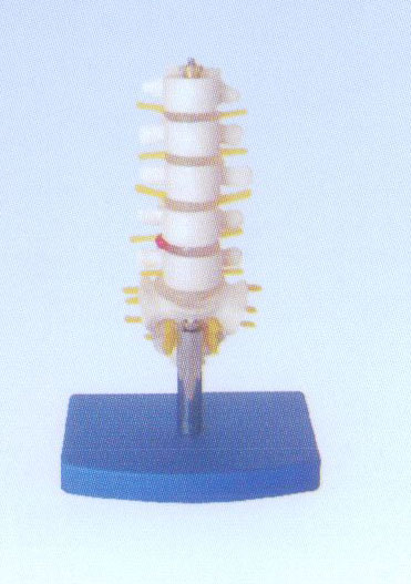 小型腰椎帶尾椎骨模型