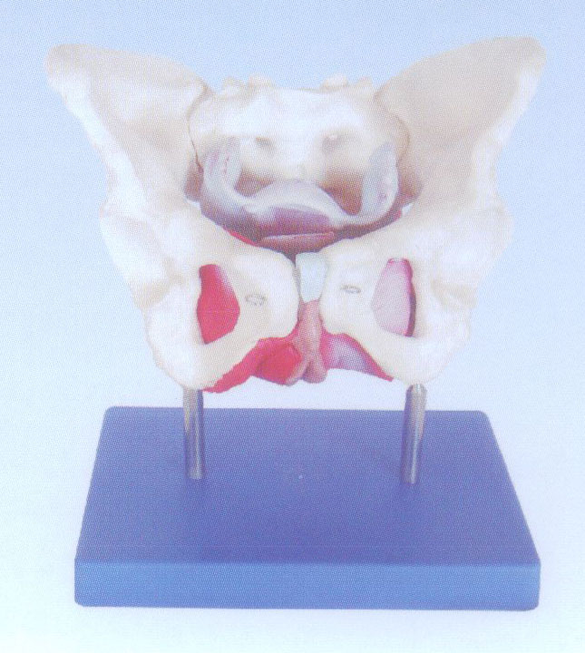 女性骨盆及盆底肌肉模型