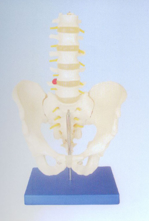 自然大骨盆帶五節(jié)腰椎模型