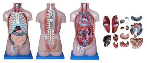 70CM無性軀干模型17件