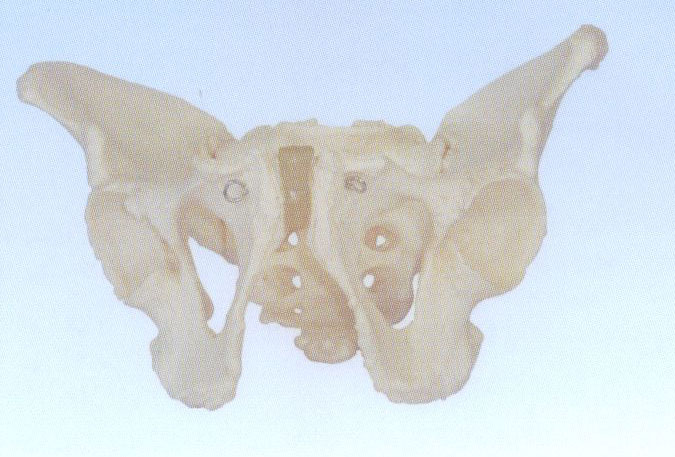 男性骨盆模型
