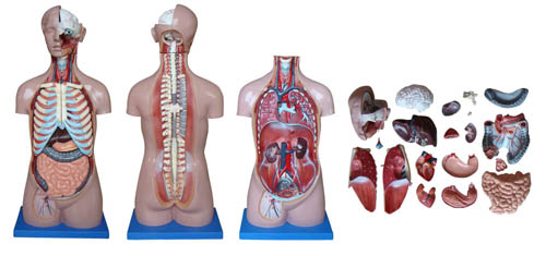 85CM無性軀干模型20件
