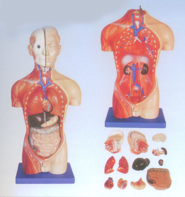 42CM男性軀干模型13件