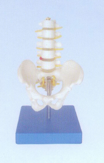 小型骨盆帶五節(jié)腰椎模型