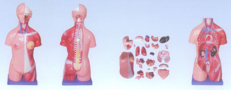 45CM 兩性軀干模型23件