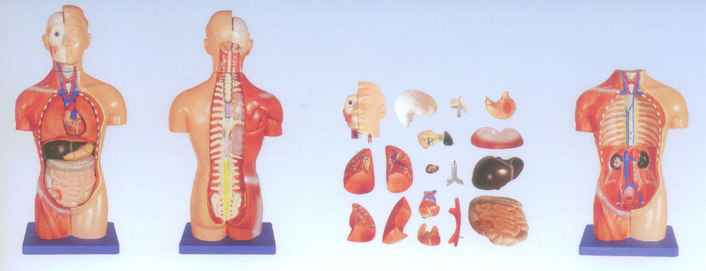 42CM無性軀干模型18件