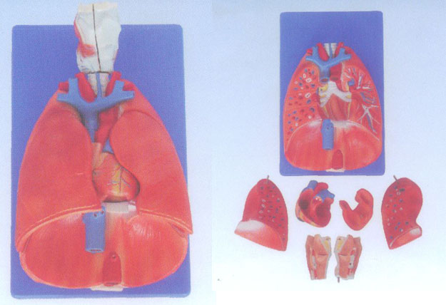 喉、心、肺模型