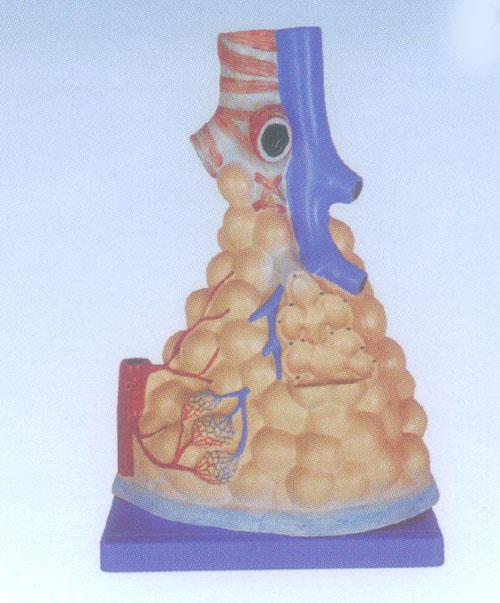 肺泡放大模型