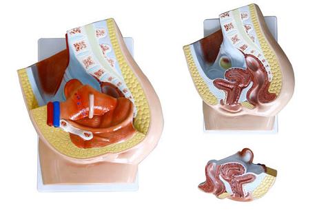 女性矢狀解剖（2件）
