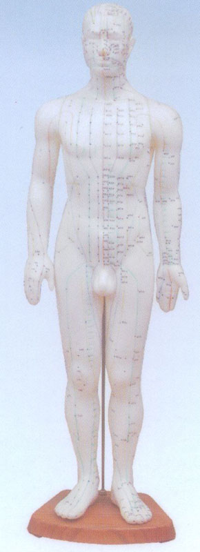 人體針灸模型60CM