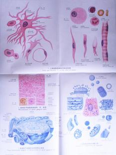 醫(yī)學(xué)彩色教學(xué)掛圖|人體教學(xué)掛|組織胚胎學(xué)彩色掛圖