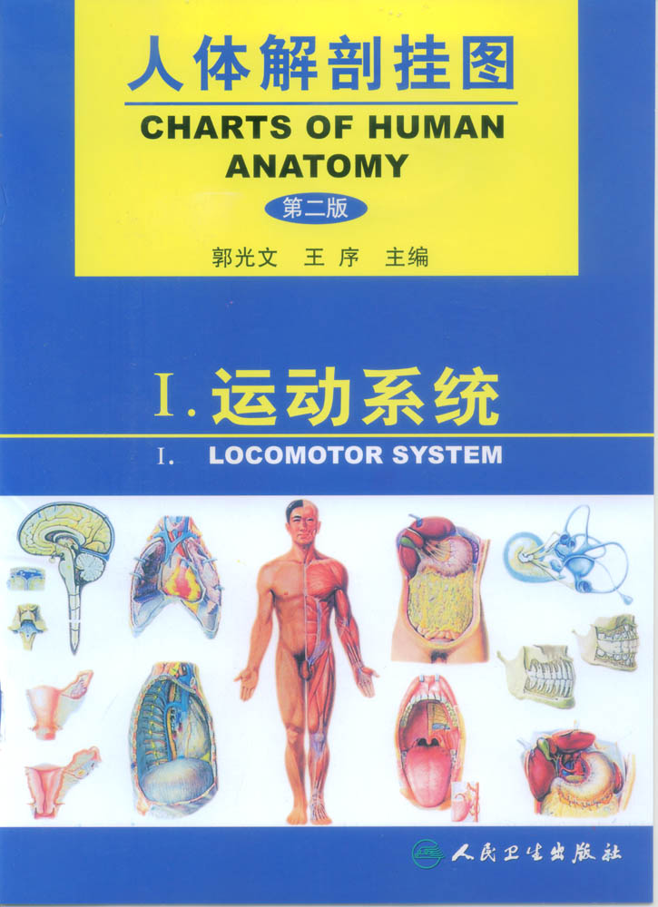 醫(yī)學(xué)教學(xué)掛圖|人體解剖彩色掛圖|人體解剖掛圖-運(yùn)動系統(tǒng)