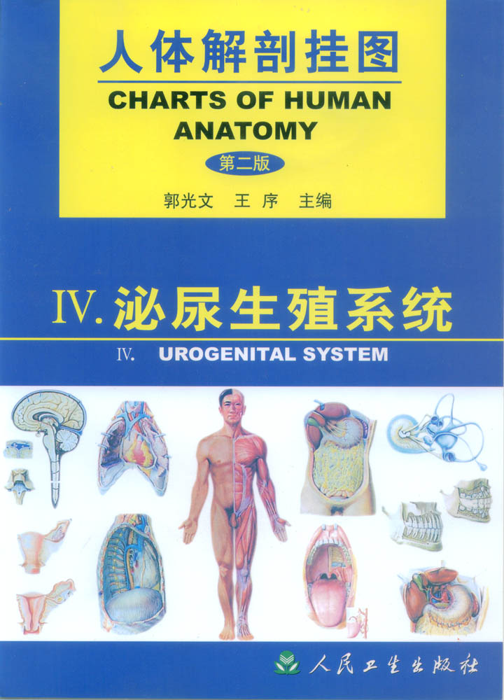 醫(yī)學(xué)教學(xué)掛圖|人體解剖彩色掛圖|人體解剖掛圖(泌尿生殖系統(tǒng))