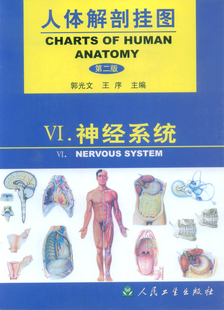 人體解剖彩色掛圖|人體解剖教學(xué)掛圖(神經(jīng)系統(tǒng))