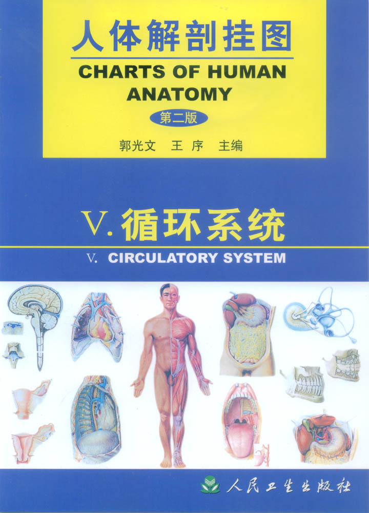 人體解剖掛圖|醫(yī)學(xué)教學(xué)掛圖|人體解剖彩色掛圖(循環(huán)系統(tǒng))