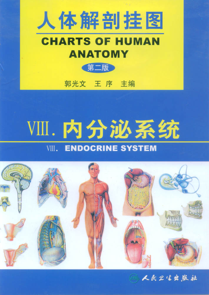 醫(yī)學(xué)人體彩色掛圖|人體解剖教學(xué)掛圖|人體解剖掛圖(內(nèi)分泌系統(tǒng))