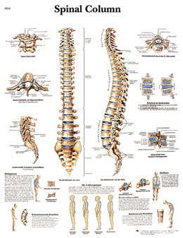 Spinal Column - Anatomy and Pathology