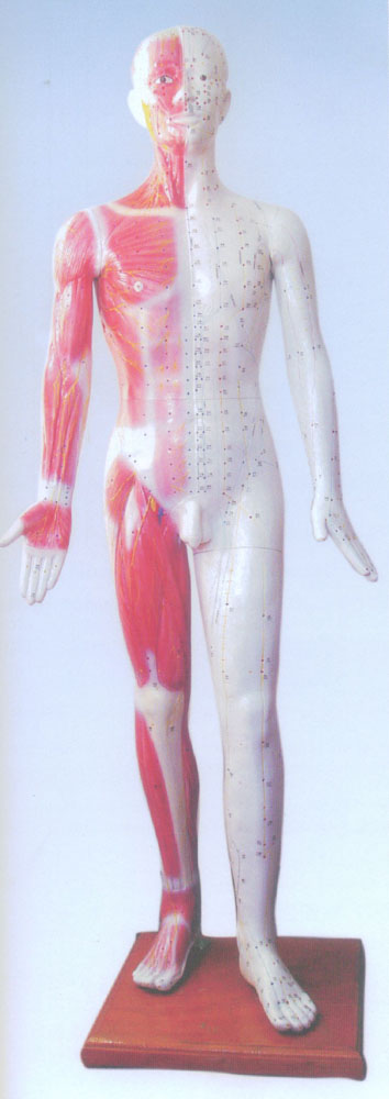 人體針灸模型（178cm）（中英代）