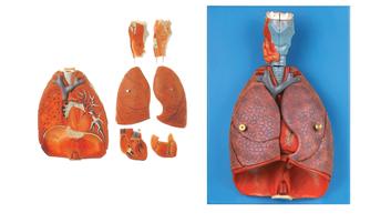 喉、心、肺模型