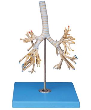 支氣管樹模型