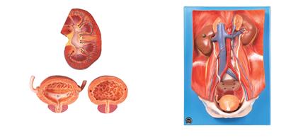 泌尿系統(tǒng)附腹后壁模型