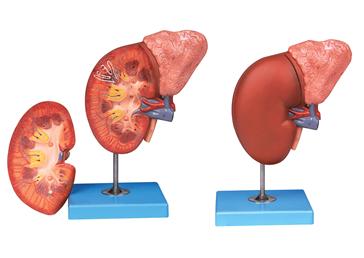 腎臟與腎上腺放大模型