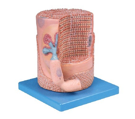 橫紋肌纖維與運動終板放大模型