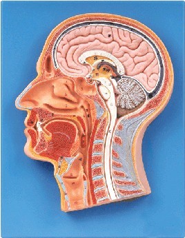 頭部正中矢狀切面模型