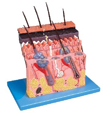 皮膚層次切面放大模型