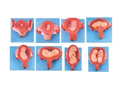 妊娠胚胎發(fā)育過程模型