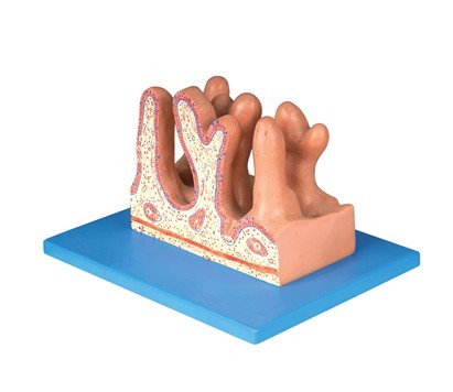 空腸內(nèi)面放大模型