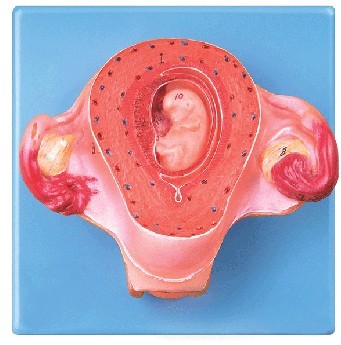 二個月胚胎模型