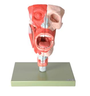 鼻、口、咽、喉腔模型