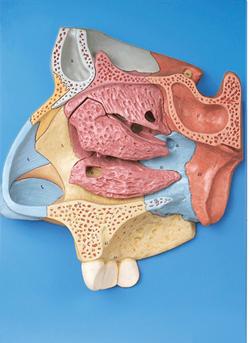 鼻腔放大模型