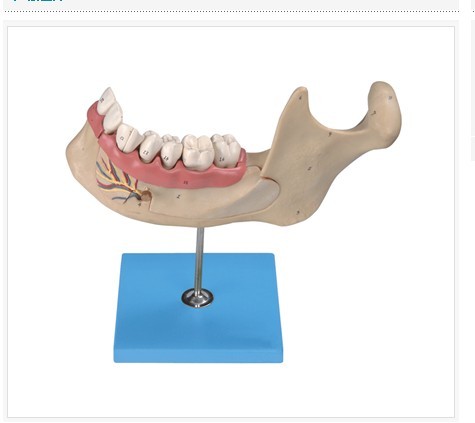 成人牙列放大模型