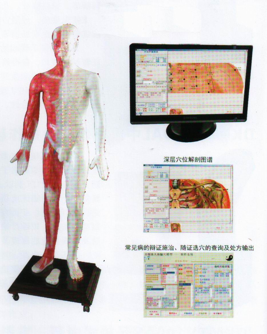 光電感應(yīng)多媒體人體針灸穴位發(fā)光模型